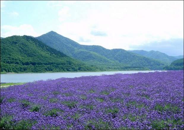 Лавандовые поля под голубым небом Франции. Лавандовые поля под голубым небом Франции.