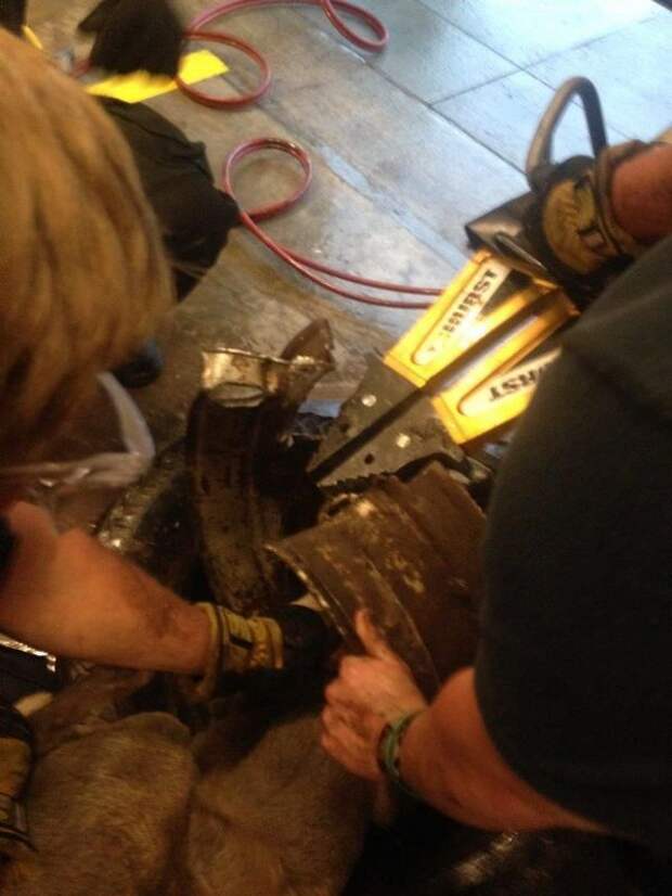 Как спасатели вытаскивали собаку, застрявшую головой в старом колесе (20 фото) Как спасатели вытаскивали собаку, застрявшую головой в старом колесе (20 фото)