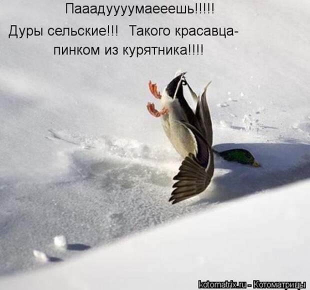 котоматрицы (50 фото) котоматрицы (50 фото)