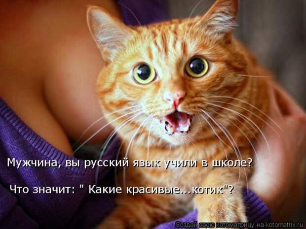 Лучшие котоматрицы недели (50 фото)