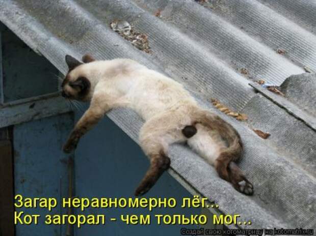 Котоматрицы, прикольные поступки.