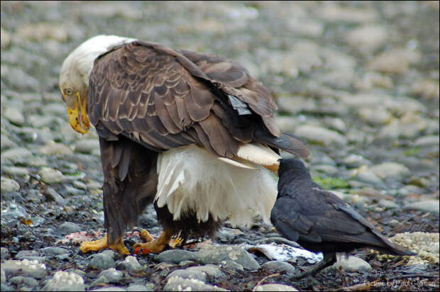 Когда вороне скучно Когда вороне скучно