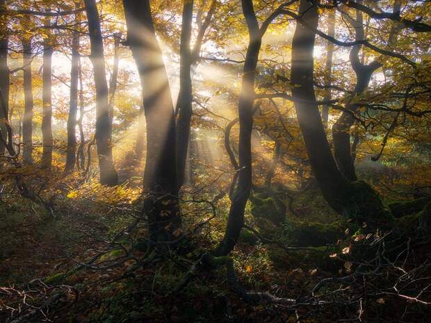 Фотография Old Carpathian Forest автор Jan Bainar на 500px