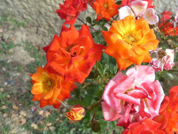 Миниатюрная роза сорт Sunmaid при отцветании меняет окраску цветков