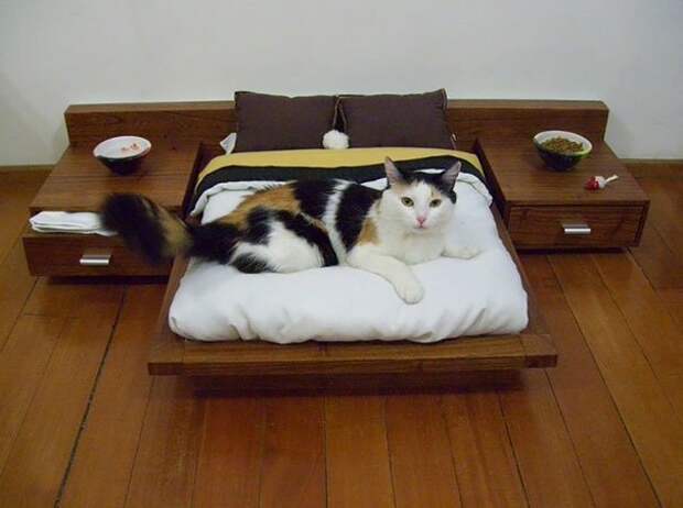 разбалованные кошки