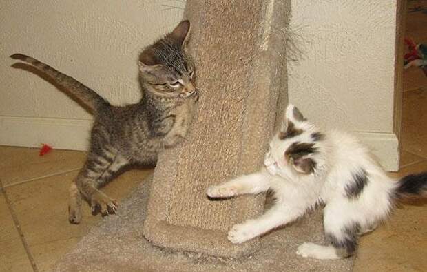 котёнок на задних лапах 7