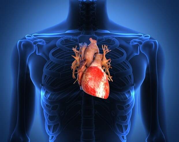 Человеческое сердце-1