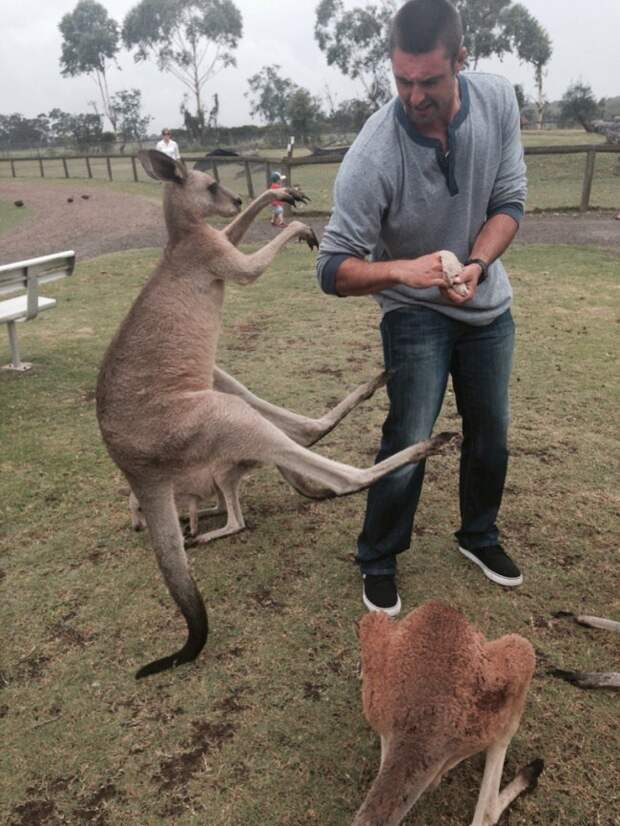 забавные животные Австралии