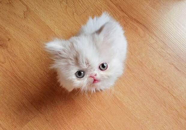 кот наполеон приключения джизес сегура (8)