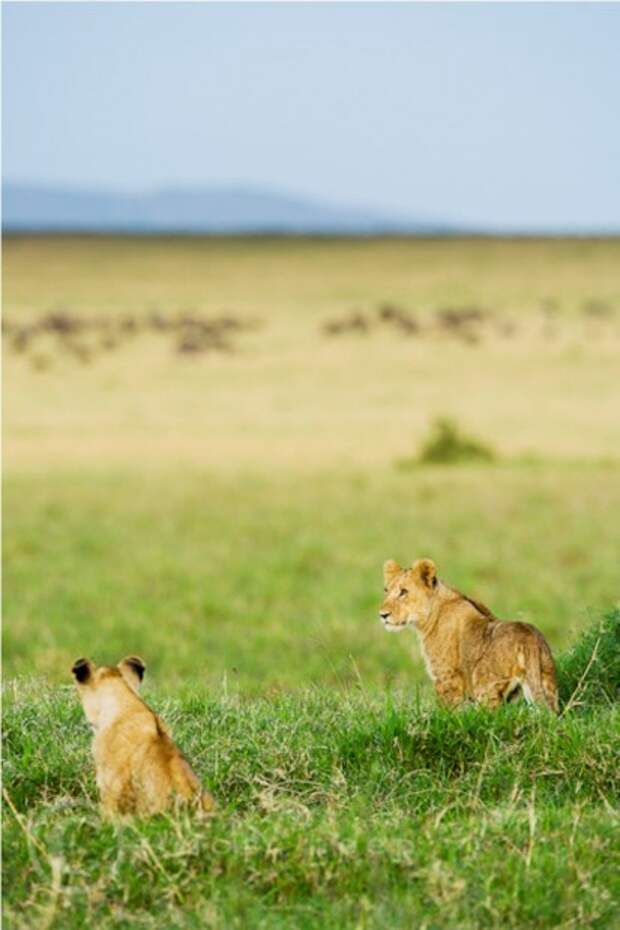 Львы (лат. Panthera leo) (англ. Lions)