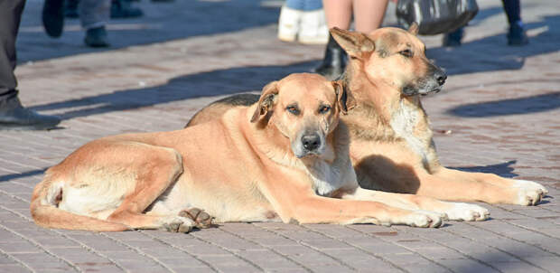 Живодёр из Красногвардейского района ответит в суде за убийство собаки