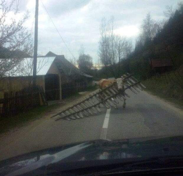 Юмор каждый день