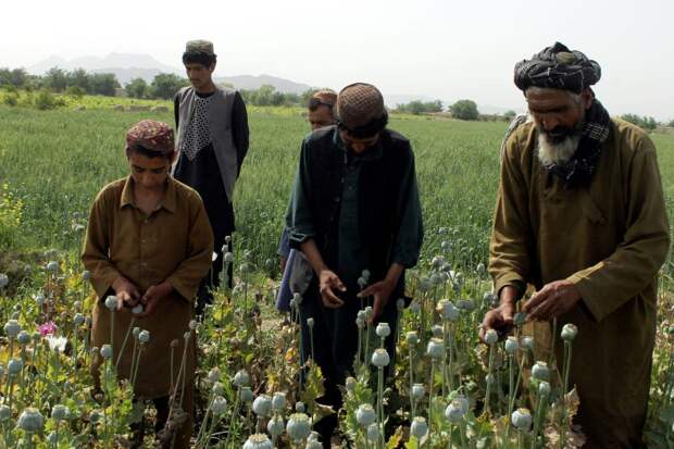 Площадь опиумных плантаций в Афганистане с 2001 г увеличилась в 32 раза