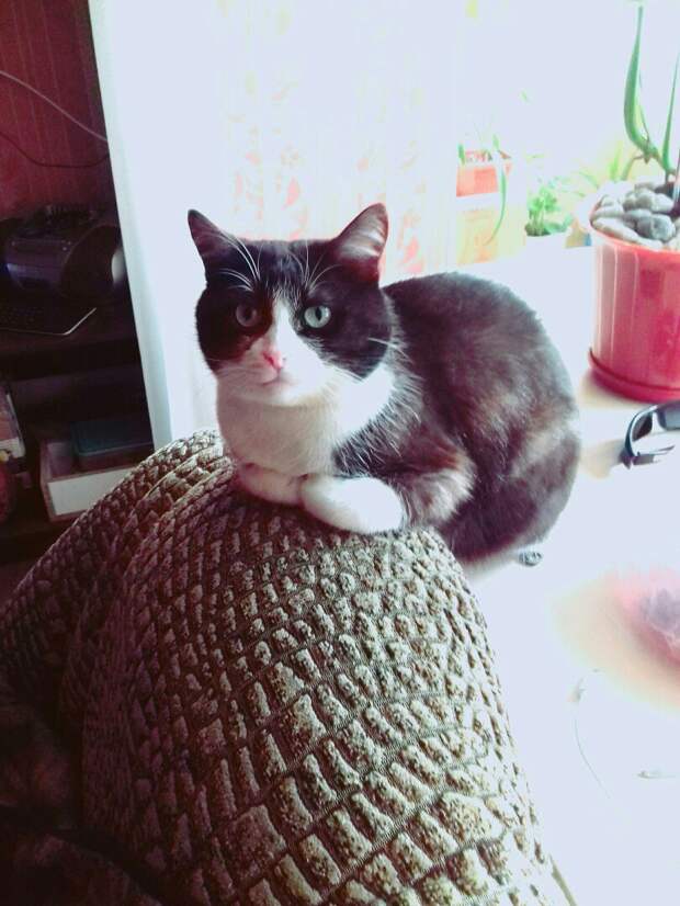 помощь котенку кот в квартире