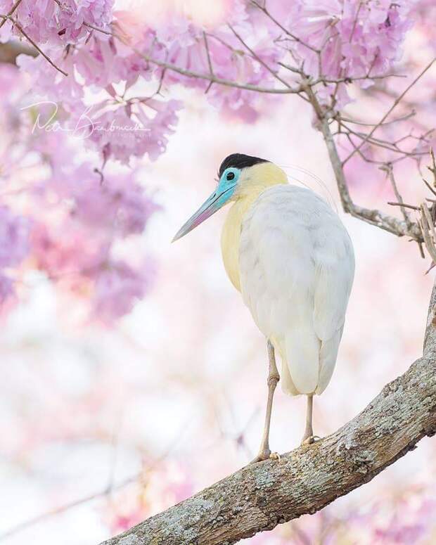 Красивые птицы на снимках Петра Бамбусека