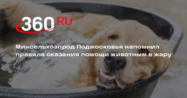 Минсельхозпрод Подмосковья напомнил правила оказания помощи животным в жару