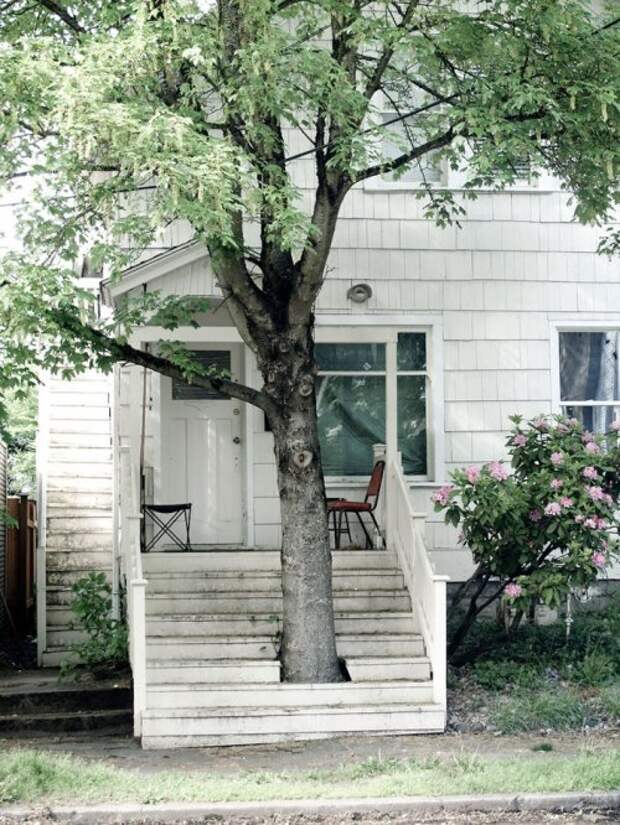 Дома и сооружения, сквозь которые растут деревья (15 фото)