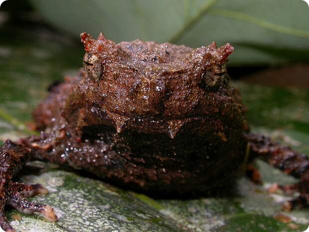 Страшный широкоголов (лат. Asterophrys turpicola)