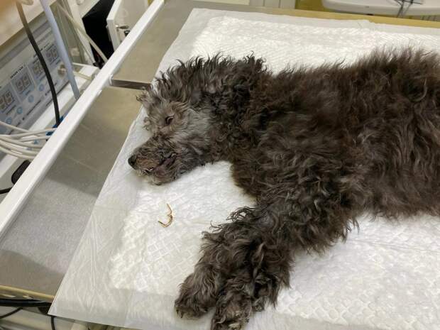 Ветеринар спас проглотившего золотую сережку пуделя в Нижнем Новгороде
