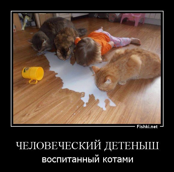 Демотиваторы бревно, демотиваторы, юмор