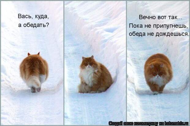 Лучшие котоматрицы недели Лучшие котоматрицы недели