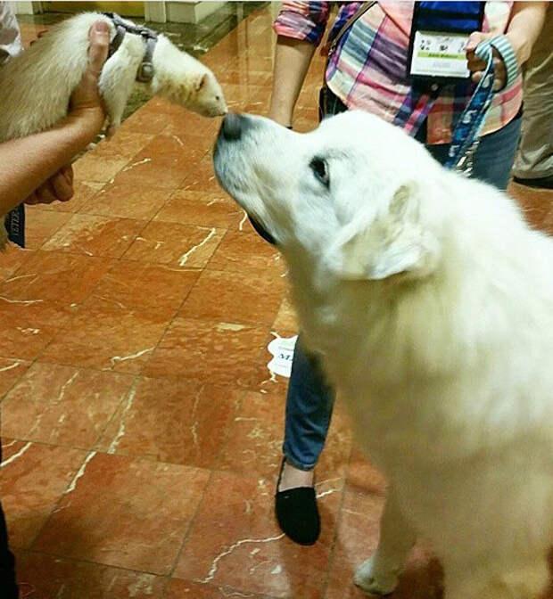 Atka made a ferret friend (photo credit @dogisthenewblack)