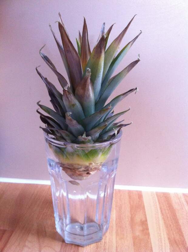 Декоративный ананас в стакане