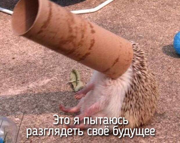20 животных, которые ведут себя совсем как я животные, позитив