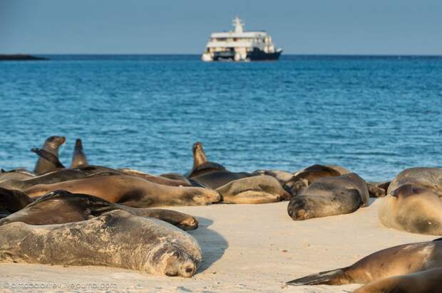 galapagos19 Галапагосы. Остров Санта Фе