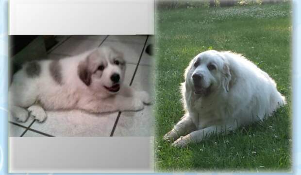 How badger marks change on Great Pyrenees