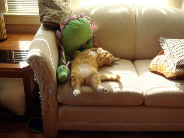 Забавные Животные