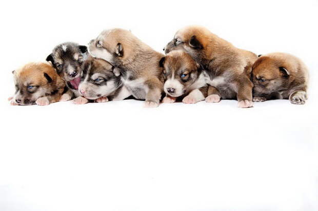 Ездовые собаки в фотографиях Albert Lewis