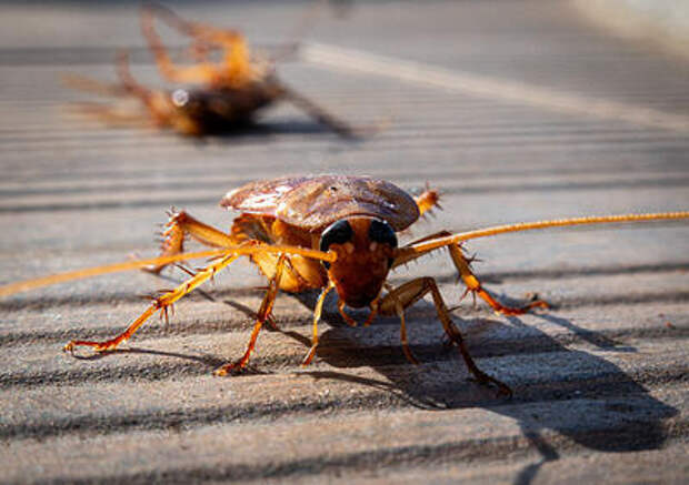 За тараканов в больнице Славянска-на-Кубани взялись на региональном уровне