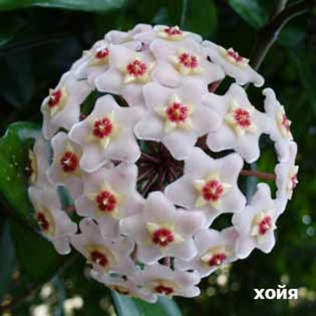 plants-may14-12-(4).jpg