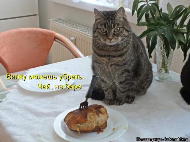 Лучшие котоматрицы недели (50 фото)