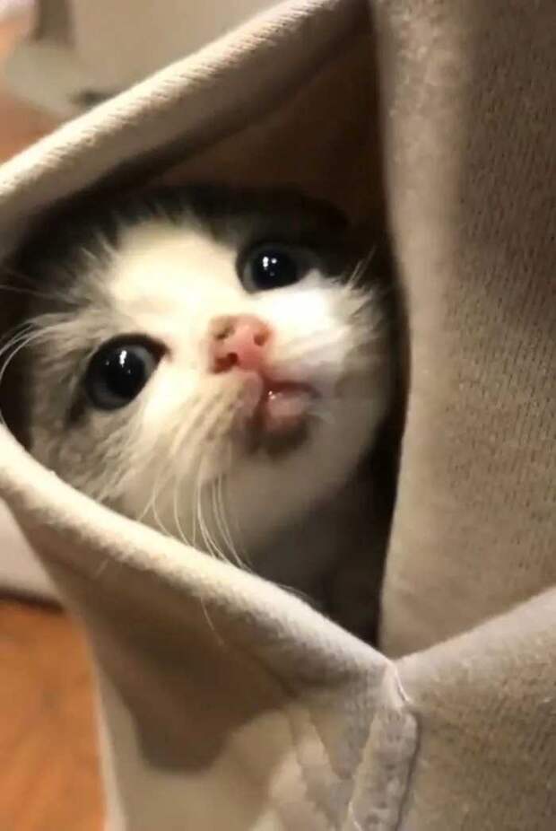 Уморительные снимки с котиками, которые заряжают позитивом
