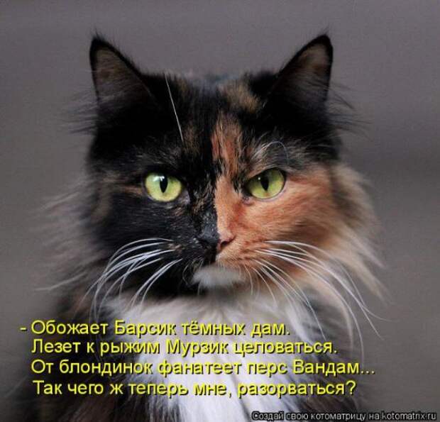 Котоматрица