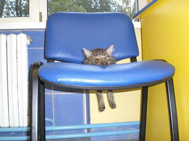 котенок на стуле