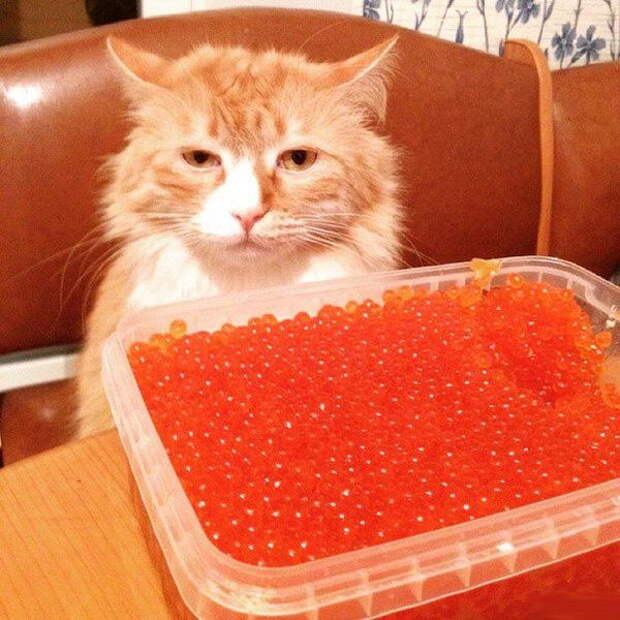 Забавные коты. часть 14 (30 фото)