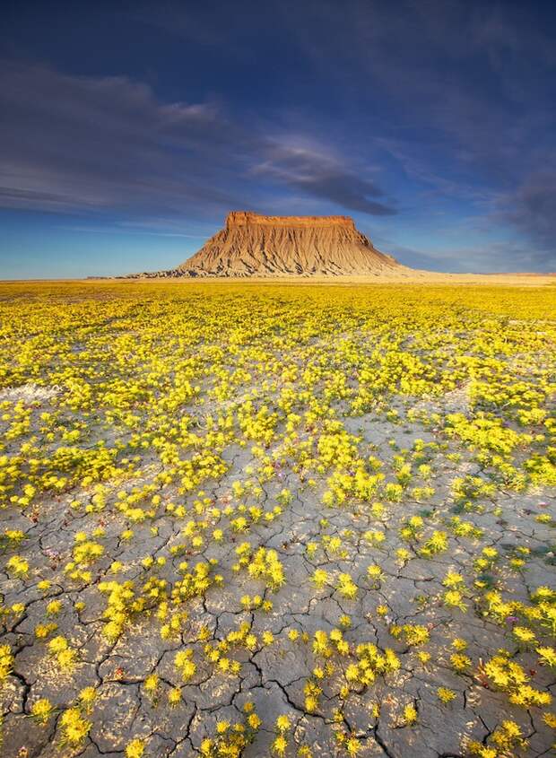UtahDesert10 Цветущая пустыня Анза Боррего