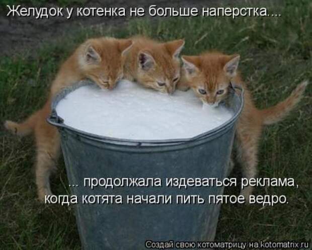 смешные фото с маленькими котятами