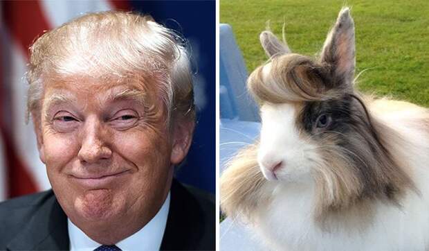 15 вещей, похожих на Дональда Трампа 
