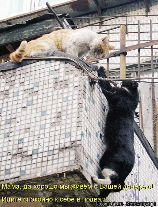 Лучшие котоматрицы недели