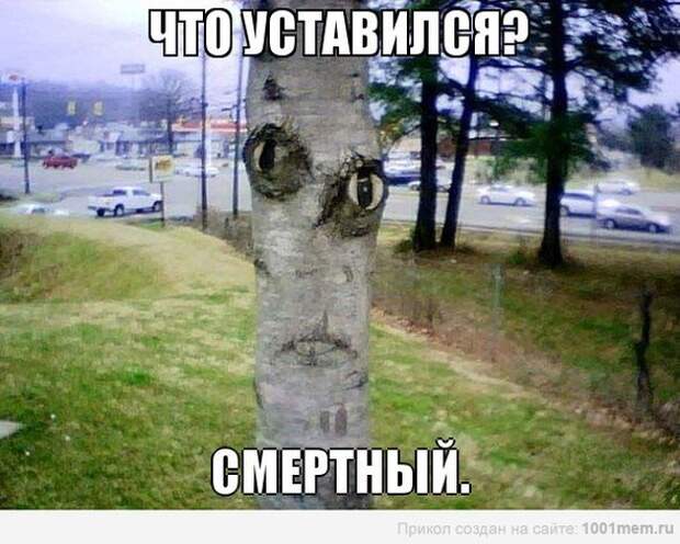 Новогодняя минутка юмора Новогодняя минутка юмора