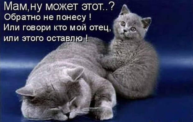 Смешные животные из КотоМатрицы (49 шт.) Смешные животные из КотоМатрицы (49 шт.)