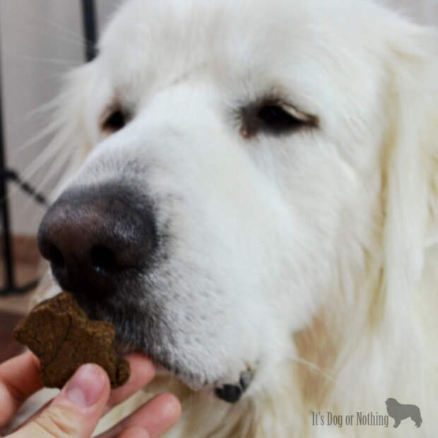 With the holiday season upon us, we're celebrating with the adorable Holiday Keepsake Tins from One Dog Organic Bakery.