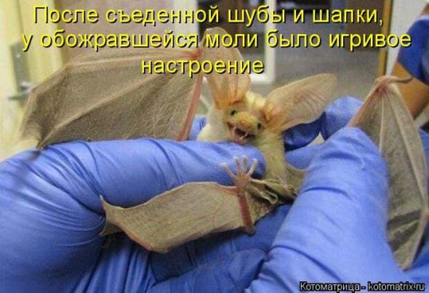 Котоматрицы (картинки с надписями)