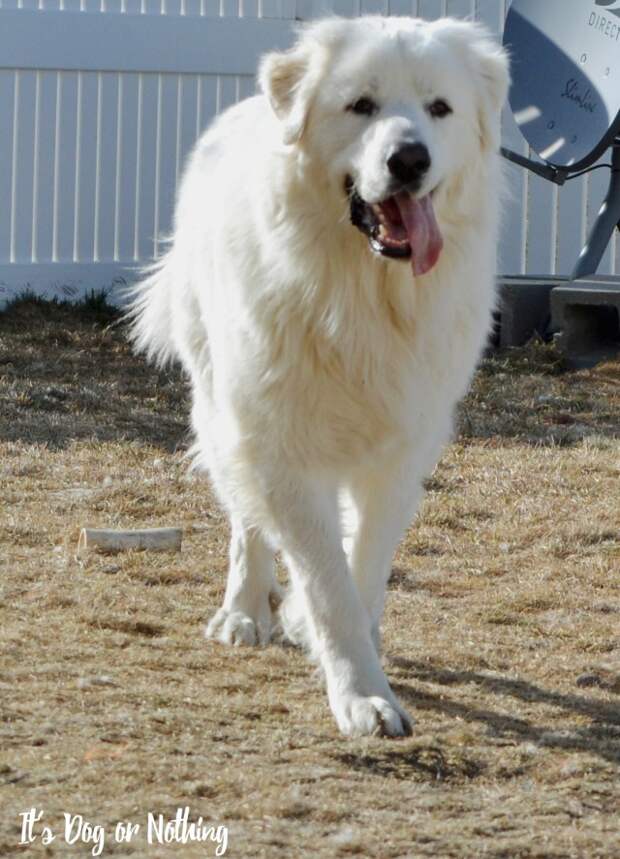 I hear it all the time, "My Great Pyrenees won't come when called!" You're not alone. While you'll probably never have a 100% reliable recall with your pyr, there is another way to ensure your dog stays safe.