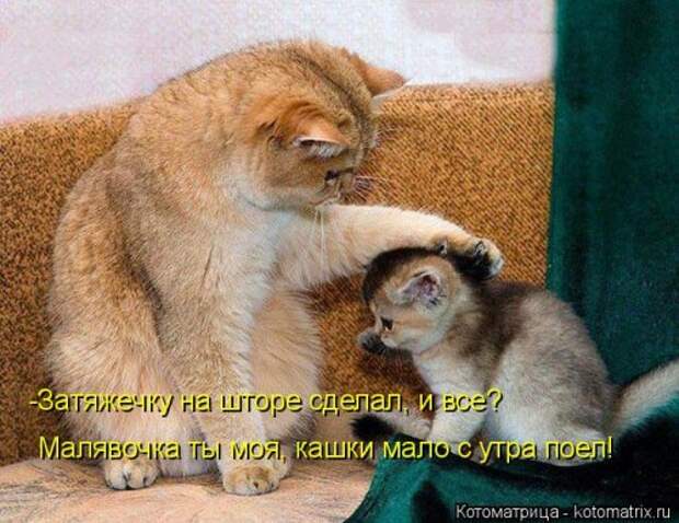 Котоматрица на Бугаге (30 фото)