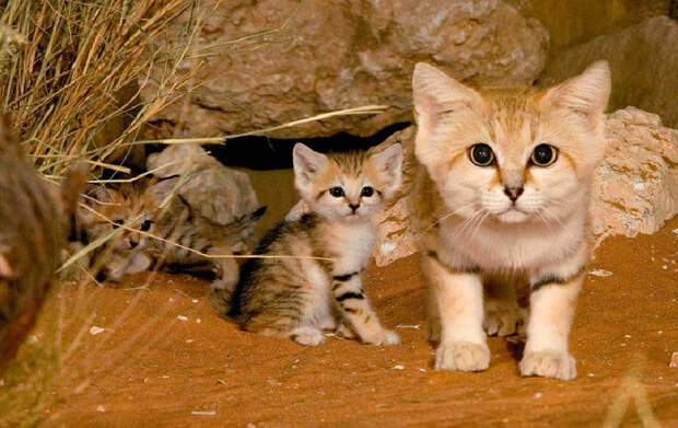 Редкие таинственные дикие кошки